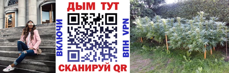 Конопля Ganja  Севск 